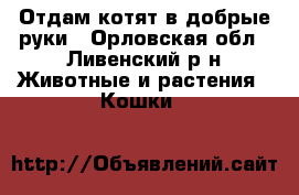 Отдам котят в добрые руки - Орловская обл., Ливенский р-н Животные и растения » Кошки   